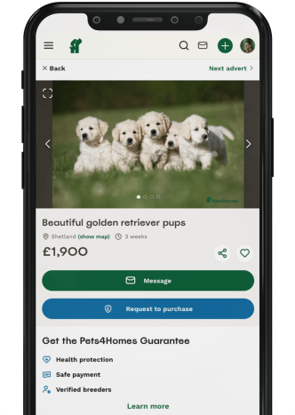 Advertising puppies on Pets4Homes' app